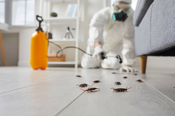 Commercial Rodent Management in St. Elmo